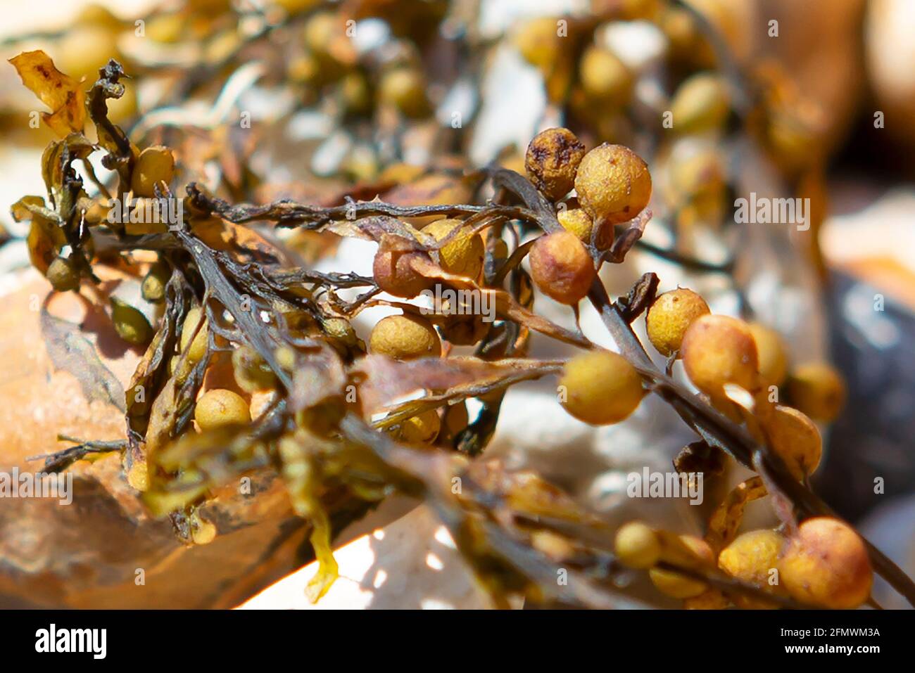 Algues séchées sur un galet de plage Banque D'Images