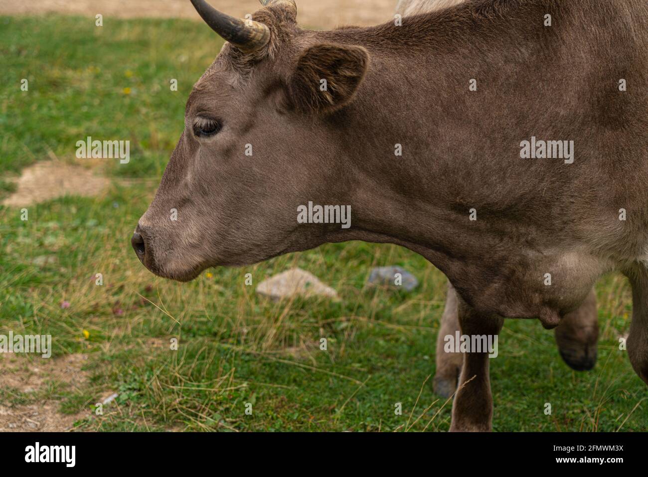 Vache grise Banque de photographies et d’images à haute résolution Alamy — free download