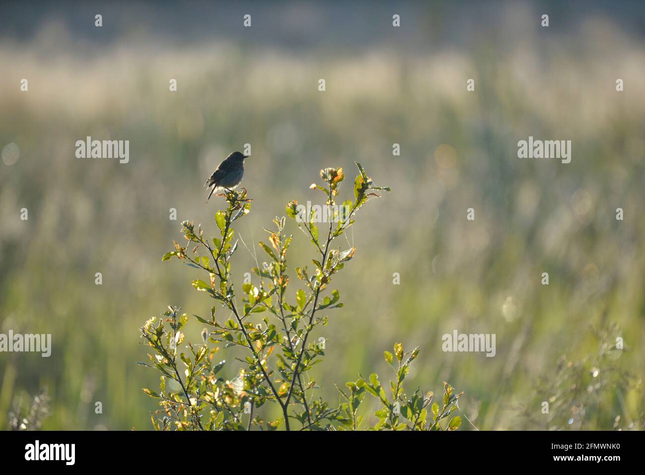 Stonechat - Saxicola rubicola - femme Banque D'Images
