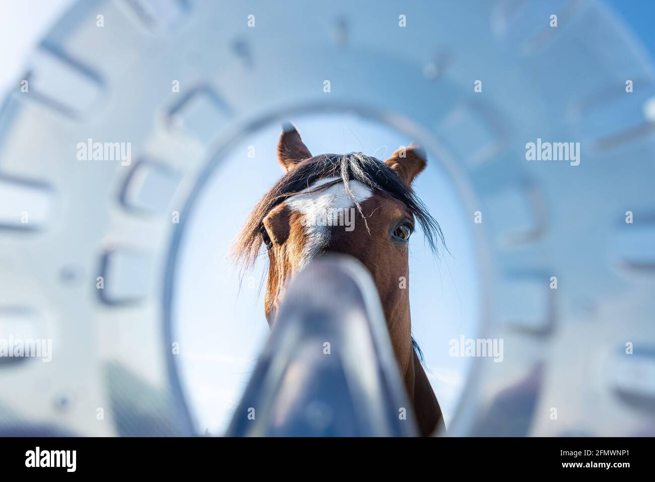Tête de cheval vue à travers les fers à cheval modernes en plastique en composite le matériau fournit une meilleure absorption des chocs et un support thérapeutique pour le guérison Banque D'Images