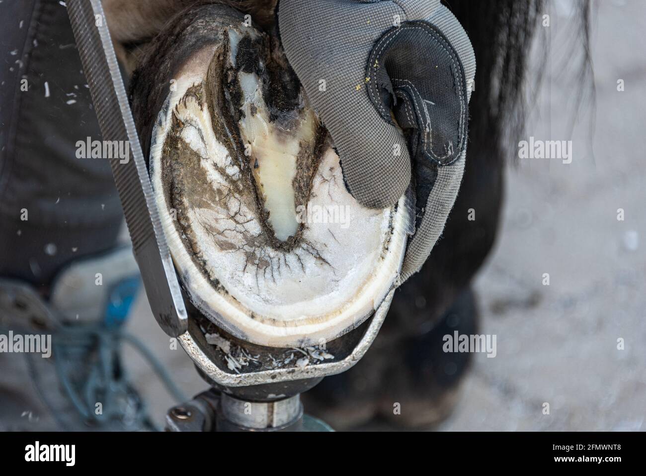 Taille naturelle des sabots - le foulier tond et forme les sabots d'un  cheval à l'aide du couteau, de la lime et de la batte Photo Stock - Alamy