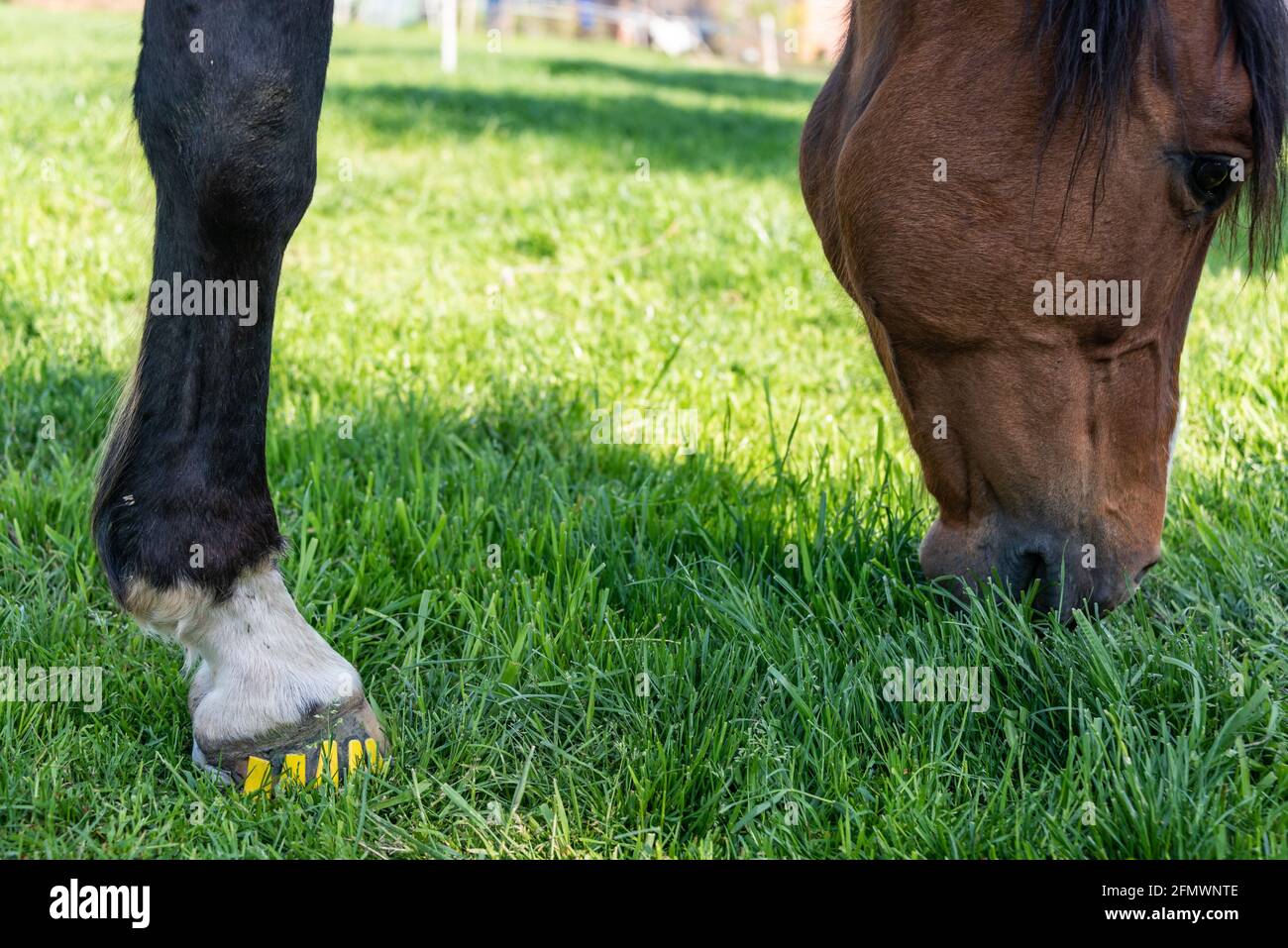 Les fers à cheval modernes en plastique fabriqués en matériau composite offrent une meilleure absorption des chocs, un soutien thérapeutique pour la guérison des sabots du cheval Banque D'Images
