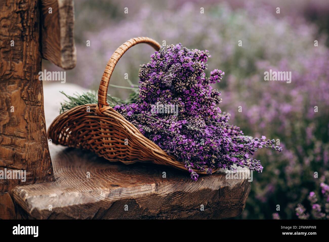 Panier en osier de fleurs fraîchement coupées de lavande sur un banc en  bois naturel parmi un champ de arbustes de lavande. Le concept de spa,  d'aromathérapie, de cosmetolog Photo Stock -