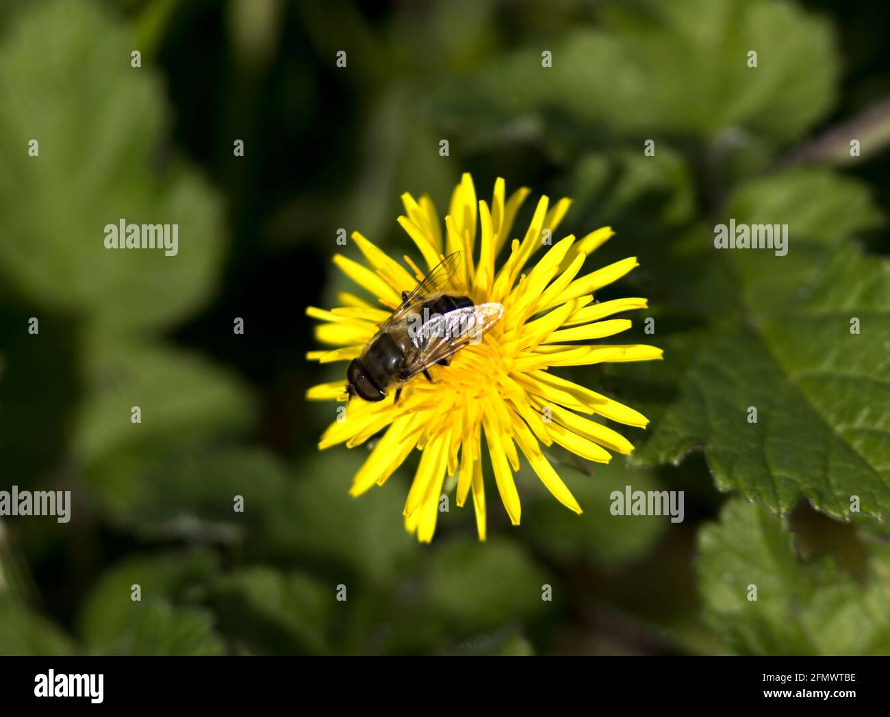 Le Drone-Fly est un type d'aéroglisseur qui imite l'abeille mâle et vu boire le nectar des fleurs. Les larves sont aquatiques Banque D'Images