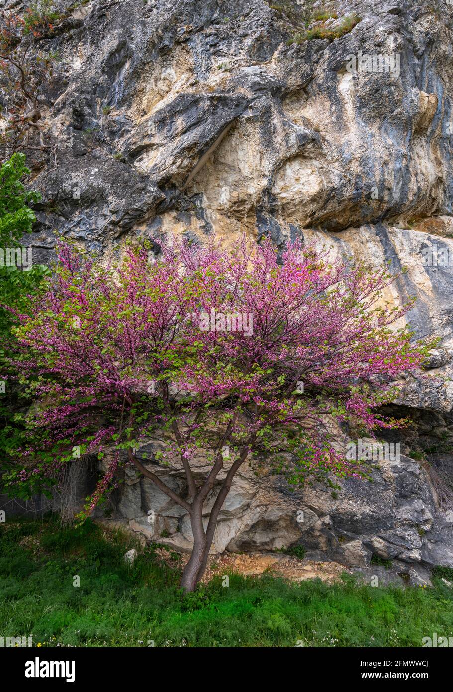 Un arbre de Judas, Cerdis siliquastrum, s'épanouit au pied d'un mur de roche. Abruzzes, Italie, europe Banque D'Images