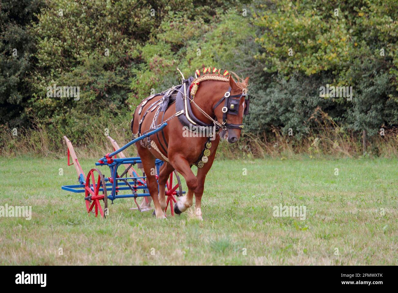 Un cheval lourd travaillant traînant un chariot dans le champ. Banque D'Images