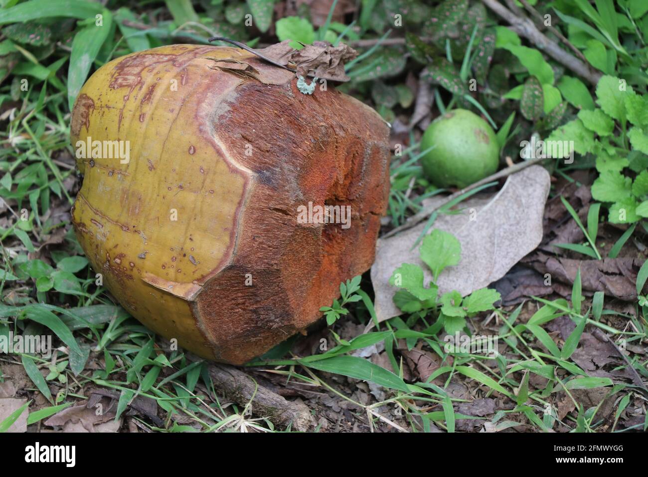 Tendre la noix de coco au sol après avoir bu de l'eau. Ne pas litière concept Banque D'Images