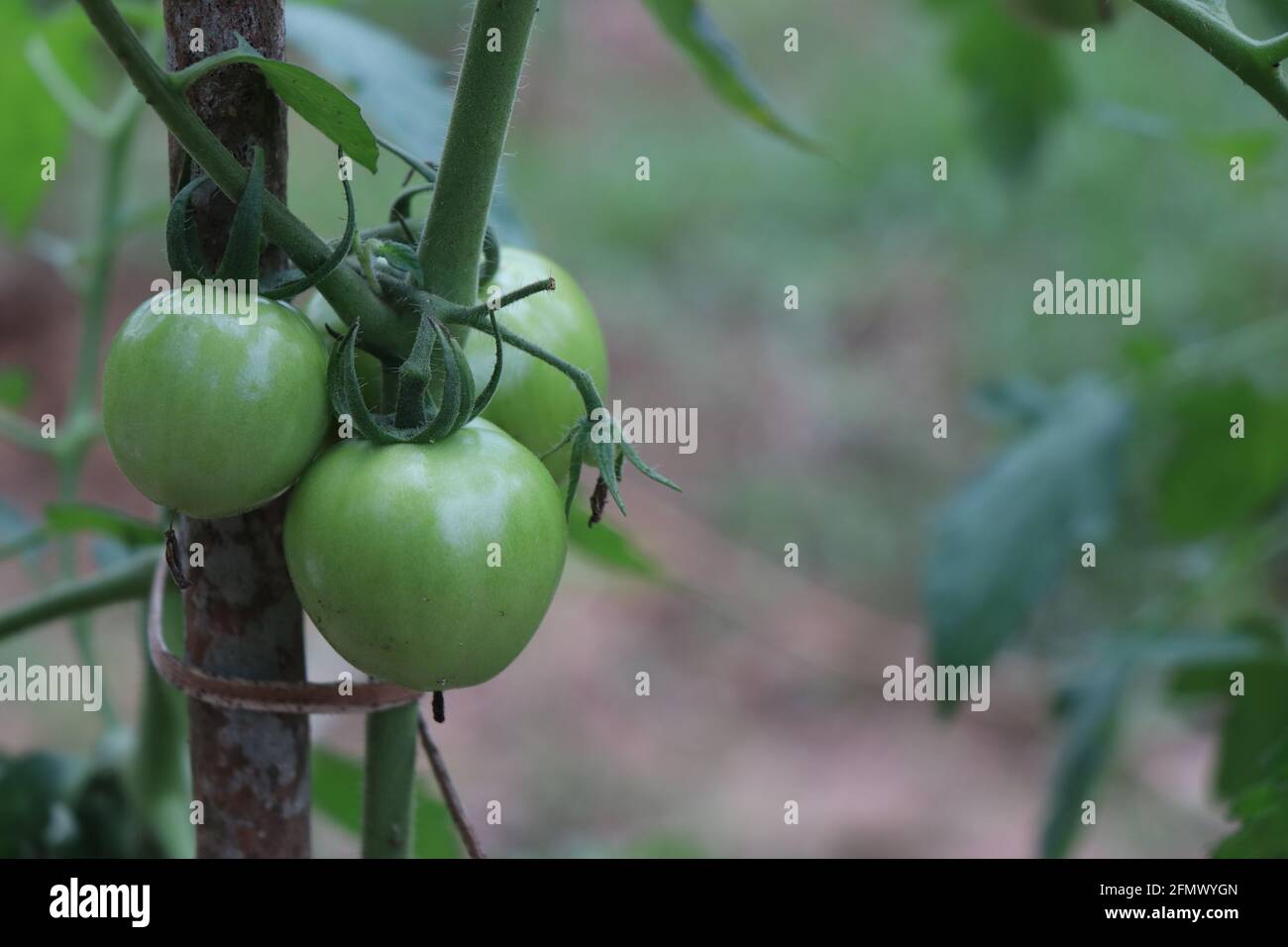 Plante de tomate biologique verte fraîche avec récolte. Plante de tomate liée au support avec un espace pour la copie de texte Banque D'Images