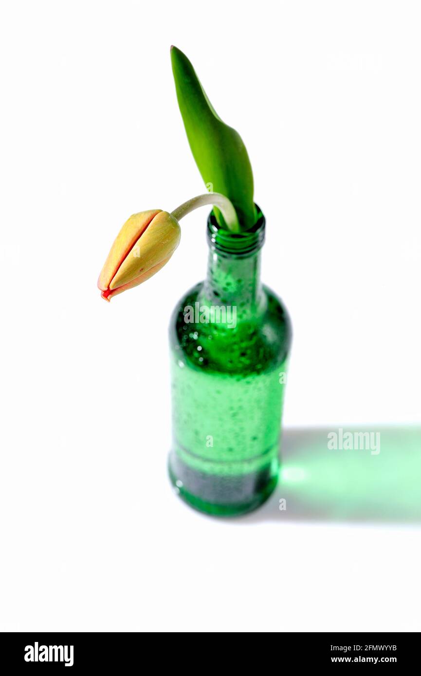 arôme, fleur, frais, ouvert, réflexion, stil life, printemps, tulipes, composition, belle, beauté, fleur, fleur, bouquet, thérapie florale Banque D'Images