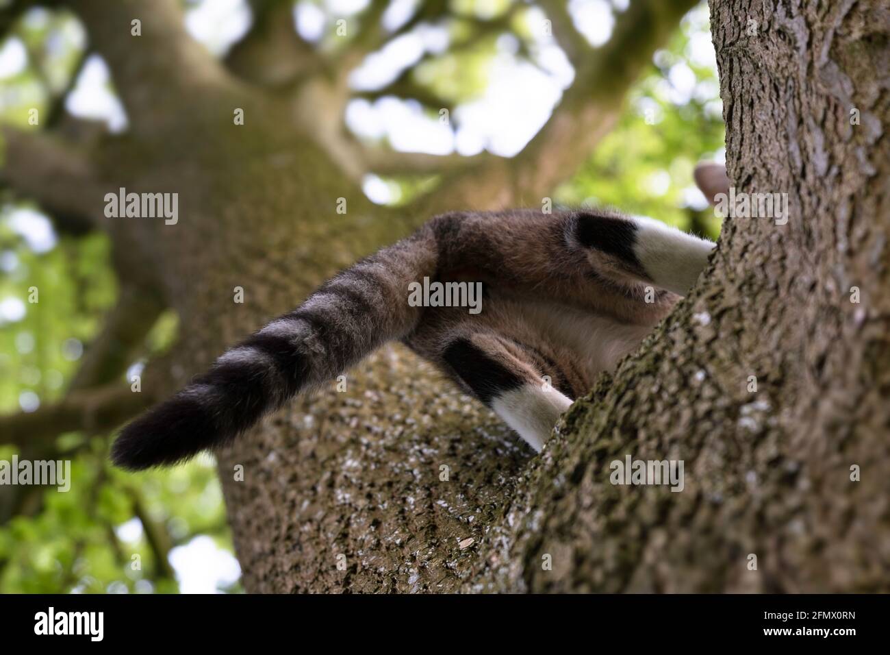 Dos De Chat Qui Vient D Etre Saute Dans Un Grand Arbre L Animal S Enfuit Dans L Arbre Concentrez Vous Sur La Partie Centrale De La Queue Photo Stock Alamy