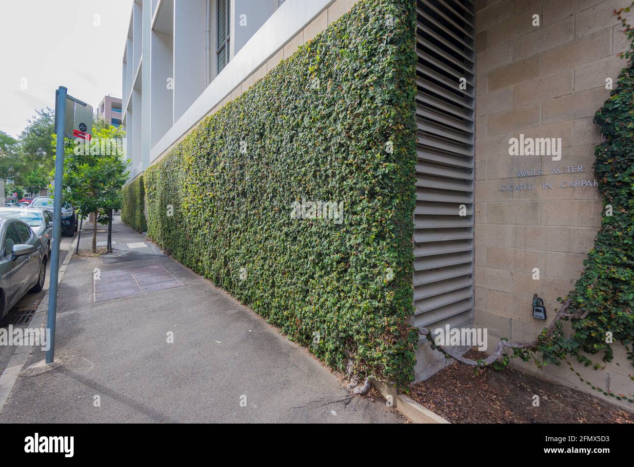 Une variété de varappe plantée et poussant sur un mur de rue à Sydney, en Australie, fournit la verdure sans besoin de beaucoup d'espace ou de terre Banque D'Images