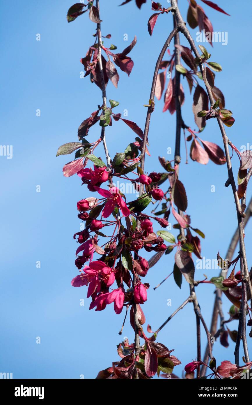 Malus 'Royal Beauty' est un petit arbre de pleuring Banque D'Images