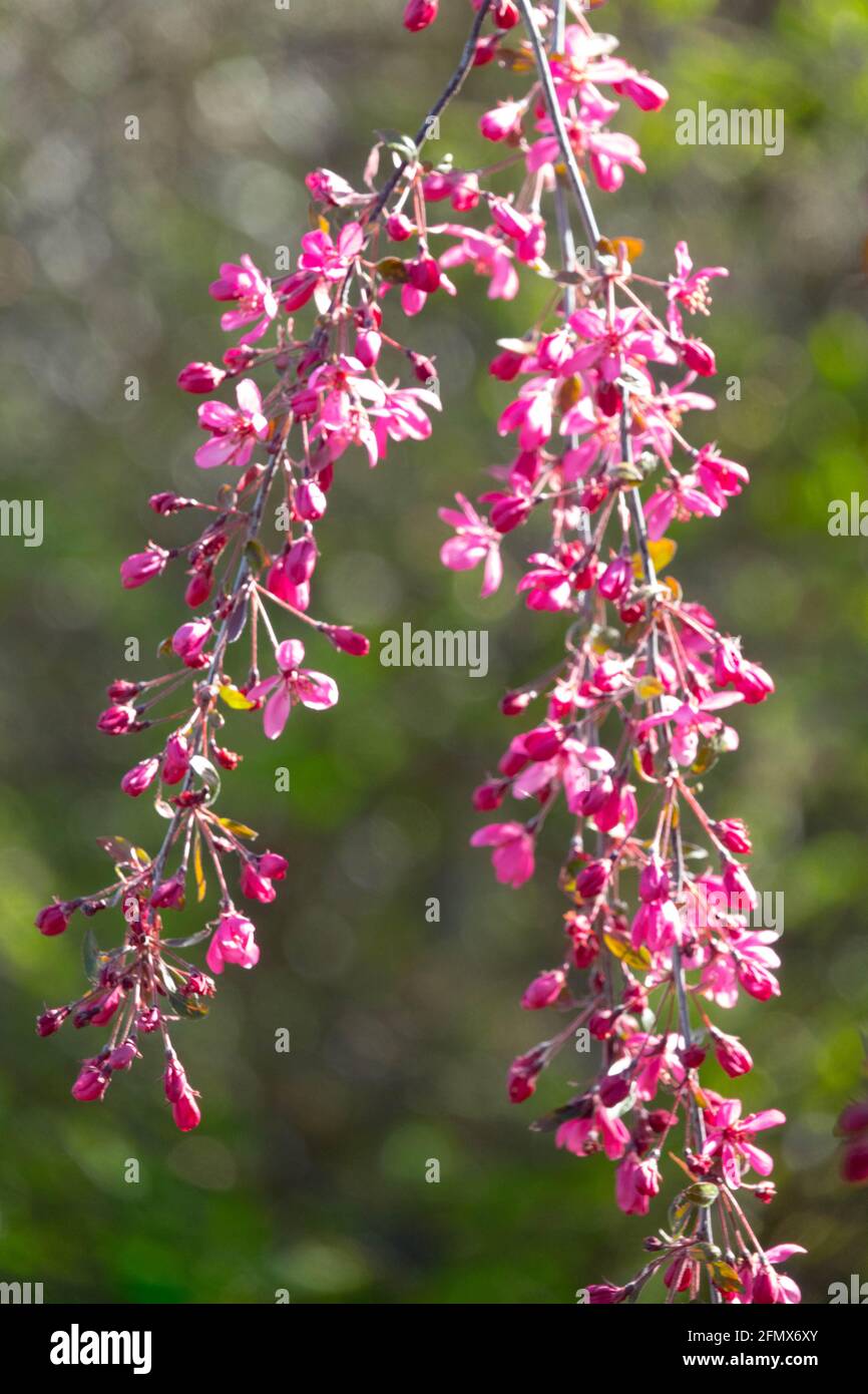 Malus 'Royal Beauty' est un petit arbre de pleuring profond fleurs rouges-pourpres Banque D'Images