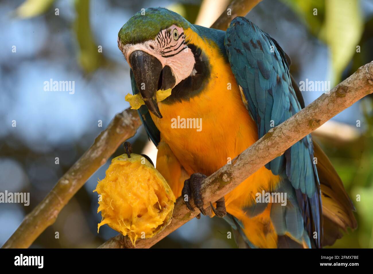 Arara-canindé comendo um manguito - Floresta Amazônica brasileira Banque D'Images