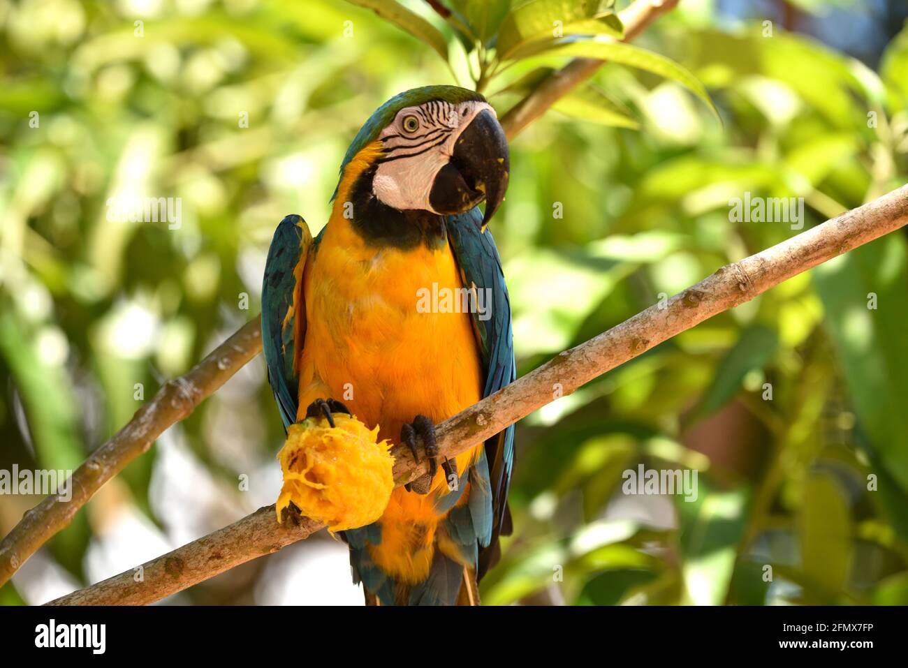 Arara-canindé alimentando-se na Floresta amazônica - Brasileira Banque D'Images