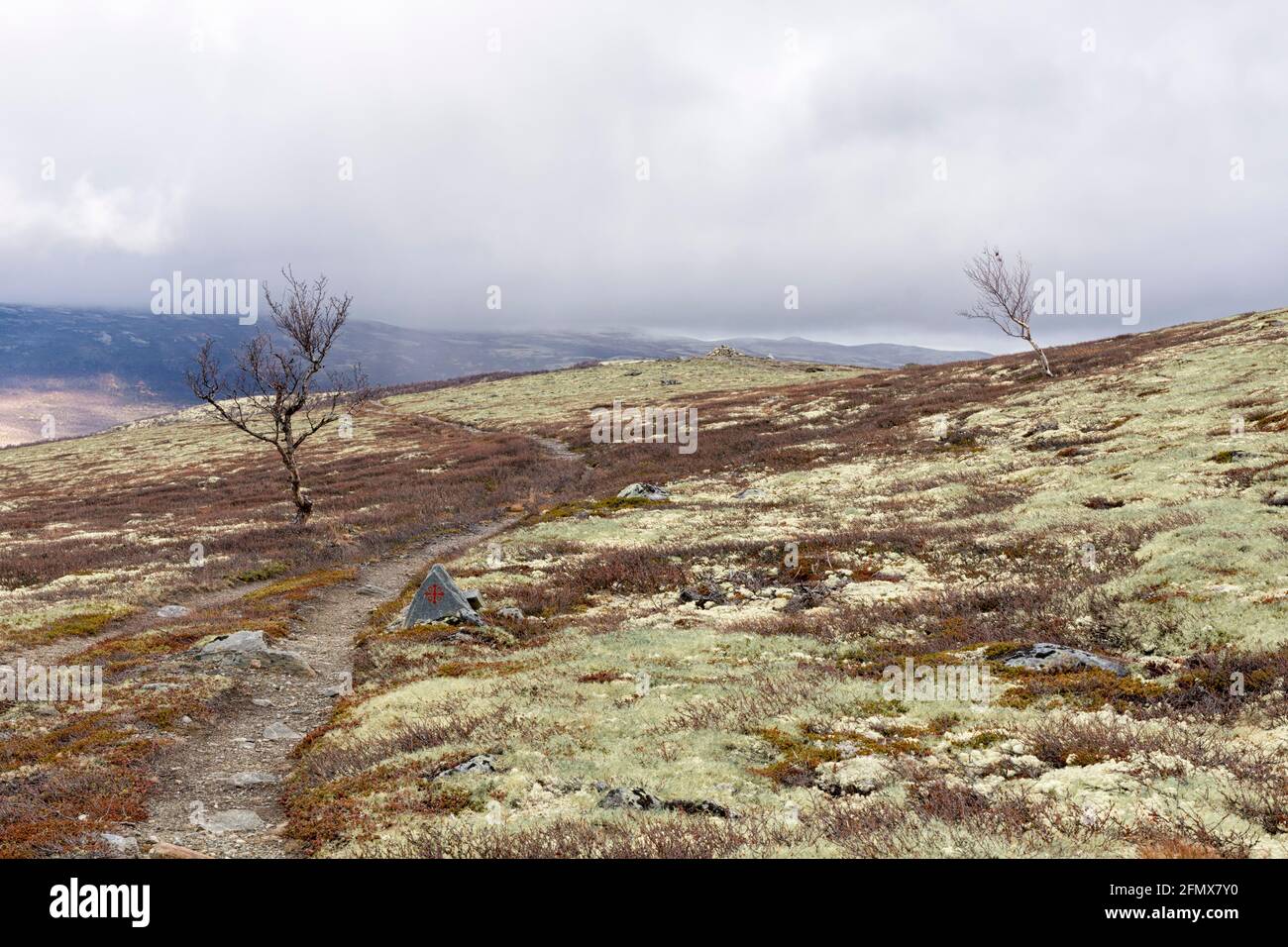 Sur le Pilegrimsleden à travers le Dovre Nationalpark à la fin de l'automne par mauvais temps. Route du pèlerin, Dovre Nationalpark, Innlandet, Norvège Banque D'Images