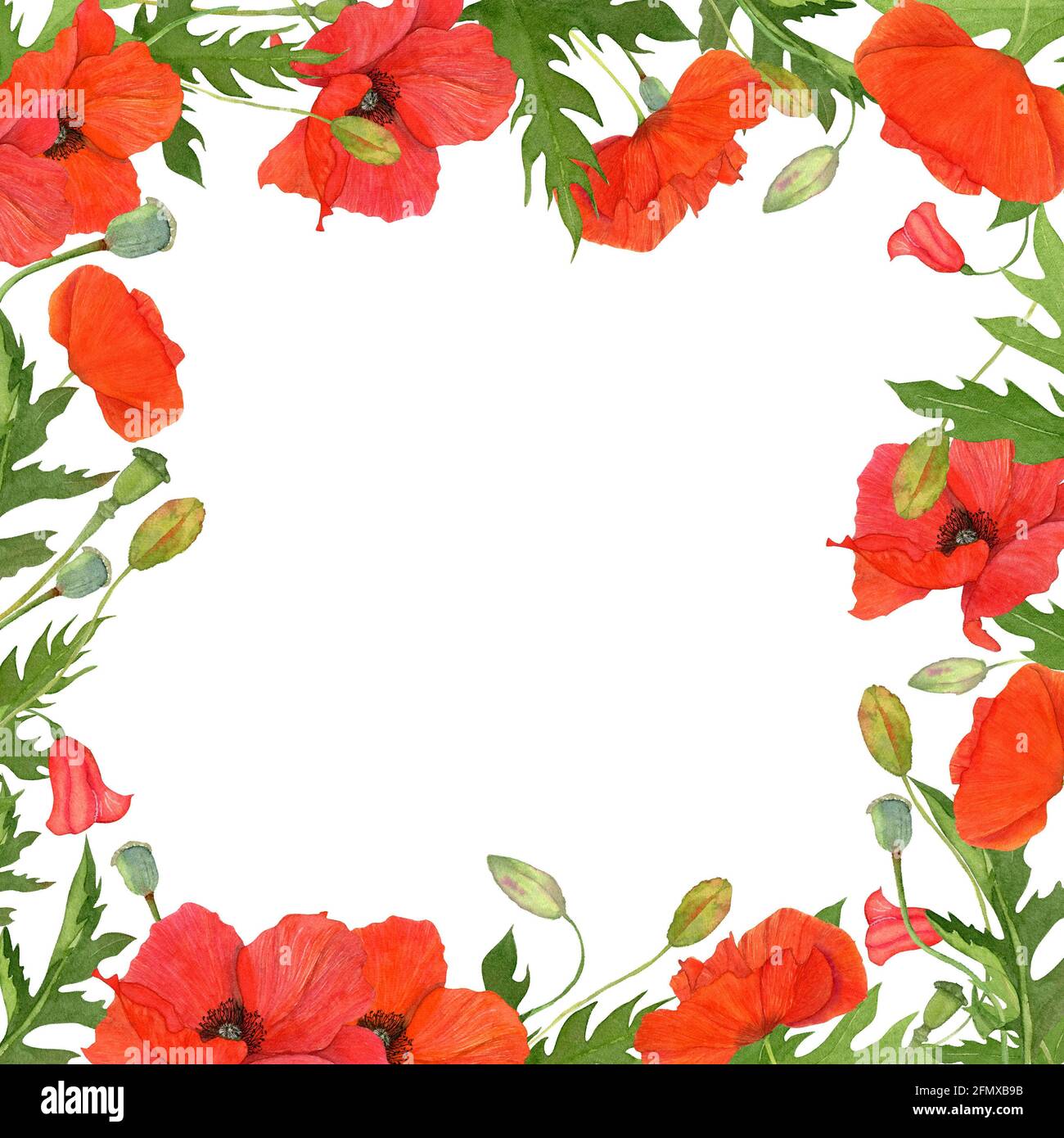 Cadre carré aquarelle avec fleurs sauvages des champs de coquelicots rouges. Banque D'Images