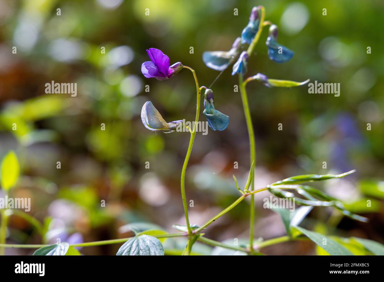 La fleur de Lathyrus vernus, le vetchling de printemps, le pois de printemps ou la vetch de printemps Banque D'Images