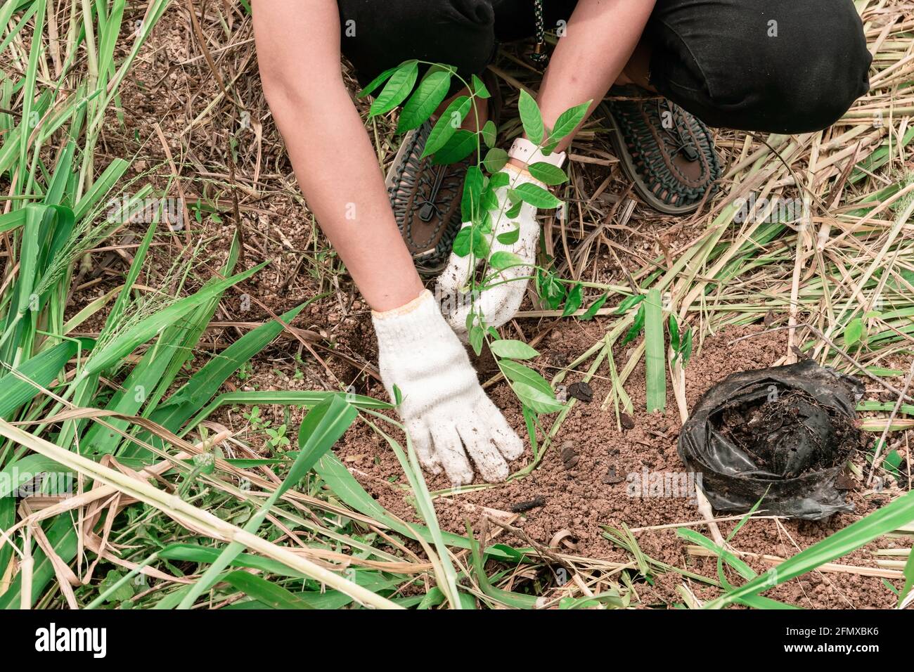 Gros plan de la main d'une femme portant des gants en tissu blanc, plantant des arbres dans la forêt, concept de conservation de l'environnement. Banque D'Images Gros plan de la main d'une femme portant des gants en tissu blanc, plantant des arbres dans la forêt, concept de conservation de l'environnement. Banque D'Images
