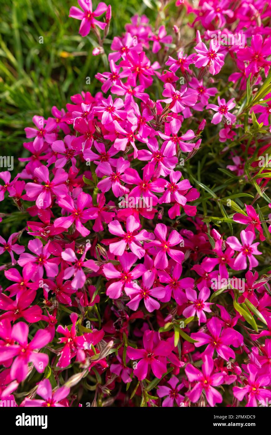 Phlox rampant rose. Fleur phlox dans le jardin de printemps, vue de dessus de près. Rockery avec de petites fleurs de phlox rose foncé, arrière-plan de la nature. Banque D'Images