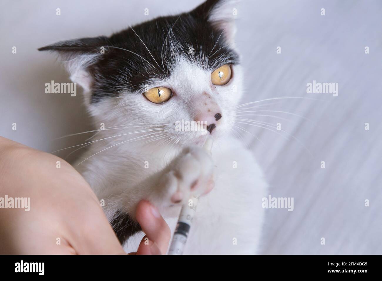 médecin ou propriétaire tenant un petit chat kitten et utilisant une seringue pour nourrir un médicament à portée de main à la maison ou à la clinique vétérinaire. Chat, animal de compagnie, animal et vétérinaire con Banque D'Images