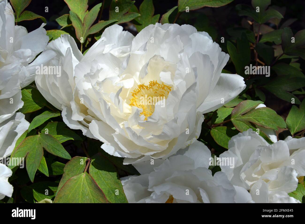 grandes fleurs de pivoines blanches avec des étamines jaunes par temps ensoleillé dans le jardin Banque D'Images