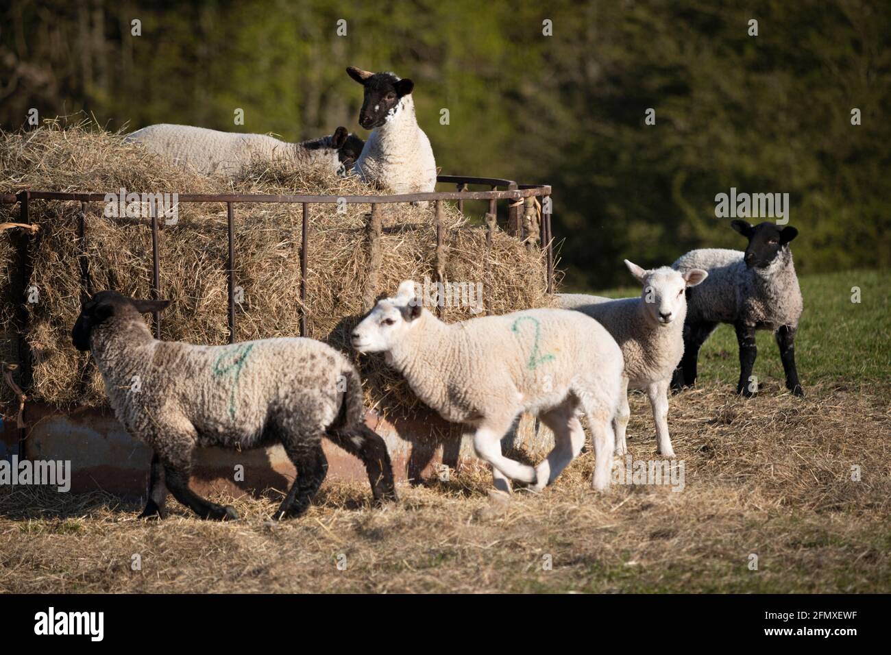 Agneaux de printemps jouant autour de foin Feeder, Cotswolds, Gloucestershire, Angleterre, Royaume-Uni, Europe Banque D'Images