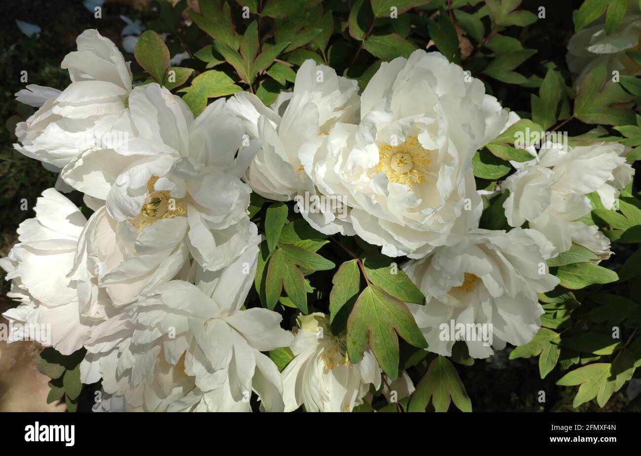 de grandes fleurs de pivoine blanche dans le bush dans le jardin par beau temps Banque D'Images