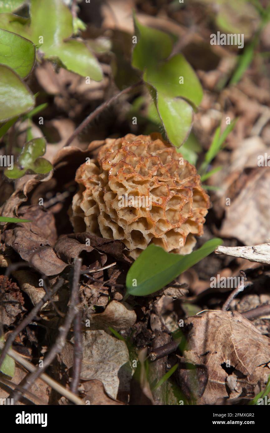 Morel jaune, champignon - Smardz jadalny Banque D'Images