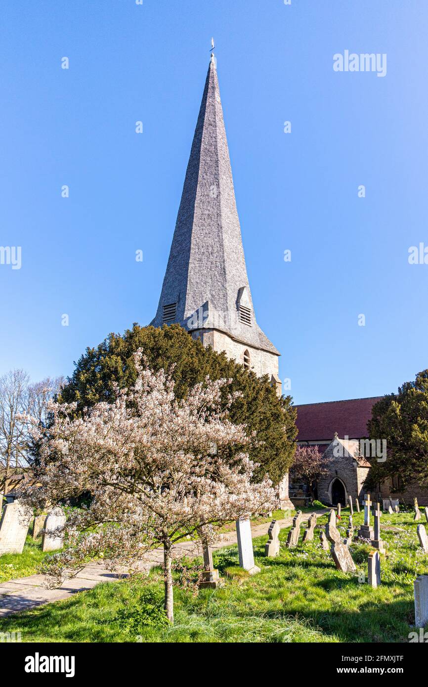 Le printemps fleurit dans le cimetière St Mary, église St Peter & St Paul à Westbury on Severn, Gloucestershire, Royaume-Uni Banque D'Images