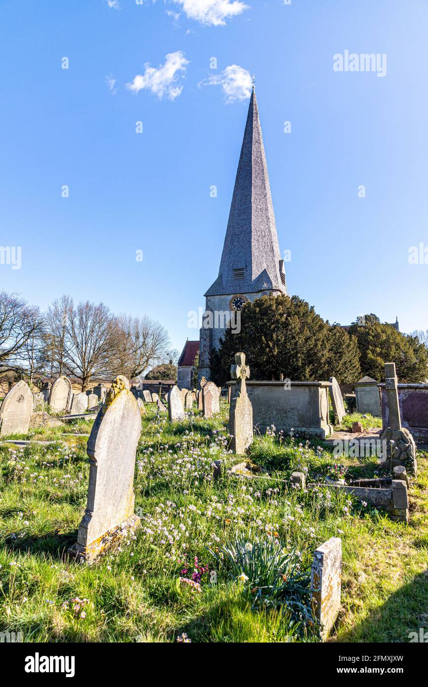 Fleurs printanières qui poussent dans le cimetière St Mary, église St Peter & St Paul à Westbury on Severn, Gloucestershire, Royaume-Uni Banque D'Images