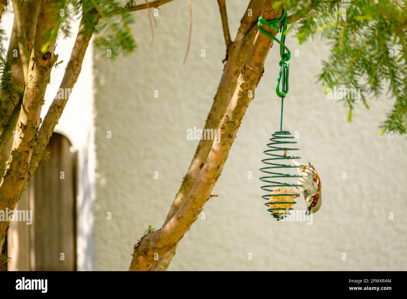 Maison Sparrow au chargeur de balle de graisse, scène de jardin. Banque D'Images