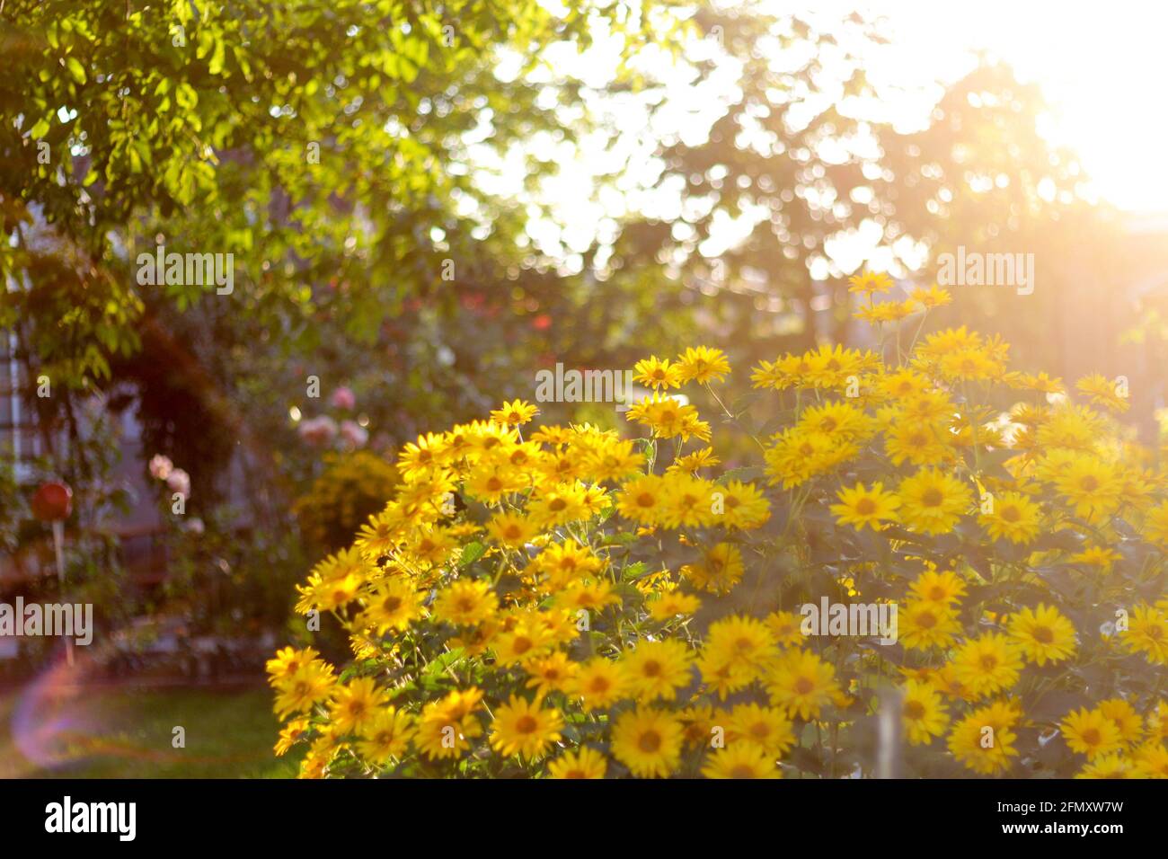 Défocus doronicum fleurs. Brousse lumineuse de pâquerettes de jardin jaunes. Coucher de soleil sur les plantes du jardin. Harmonie vie de bonheur. Nature abstrait flou d'arrière-plan Banque D'Images