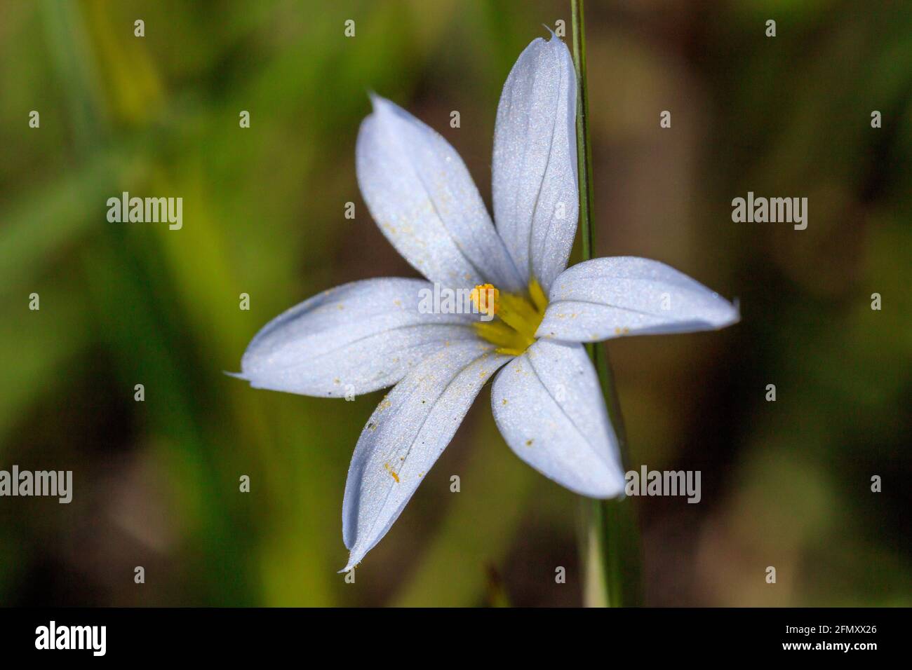 Sisyrinchium campestre (herbe aux yeux bleus des prairies ou herbe aux yeux blancs) 11 mai 2021 Banque D'Images