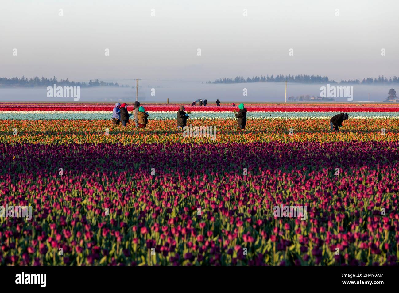 WA20183-00....WASHINGTON -champs de tulipes dans la vallée de Skagit. Les employés des champs ramassant des fleurs tôt dans la journée. Banque D'Images