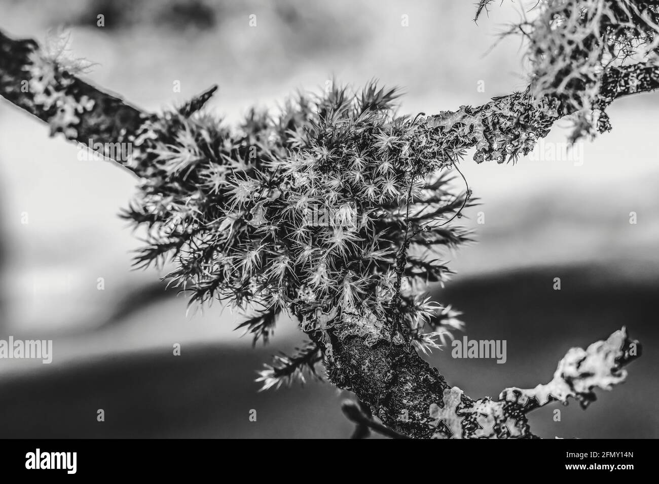 Champignon noir et blanc Ferns Evergreen Tree Bellevue Washington Banque D'Images