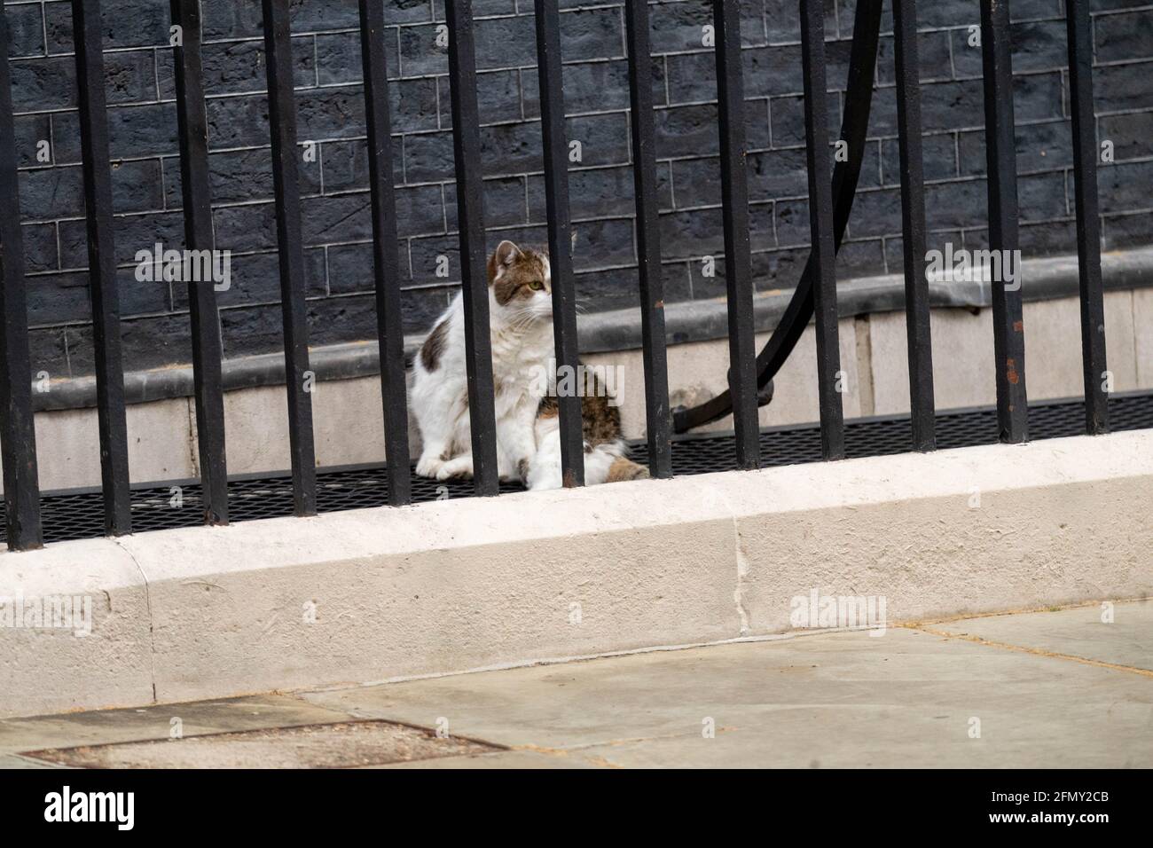 Londres, Royaume-Uni. 12 mai 2021. Canards dans Downing Street Obtenez une escorte de police pour les garder à l'abri de larry le chat de Downing Street, vu ici en gardant un oeil de près sur les intrus crédit: Ian Davidson/Alay Live News Banque D'Images