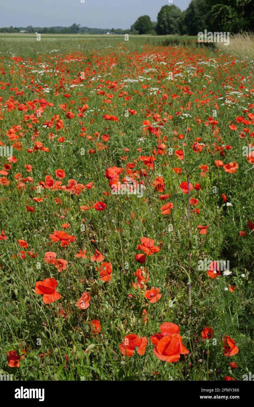 Domaine de coquelicots rouges Banque D'Images