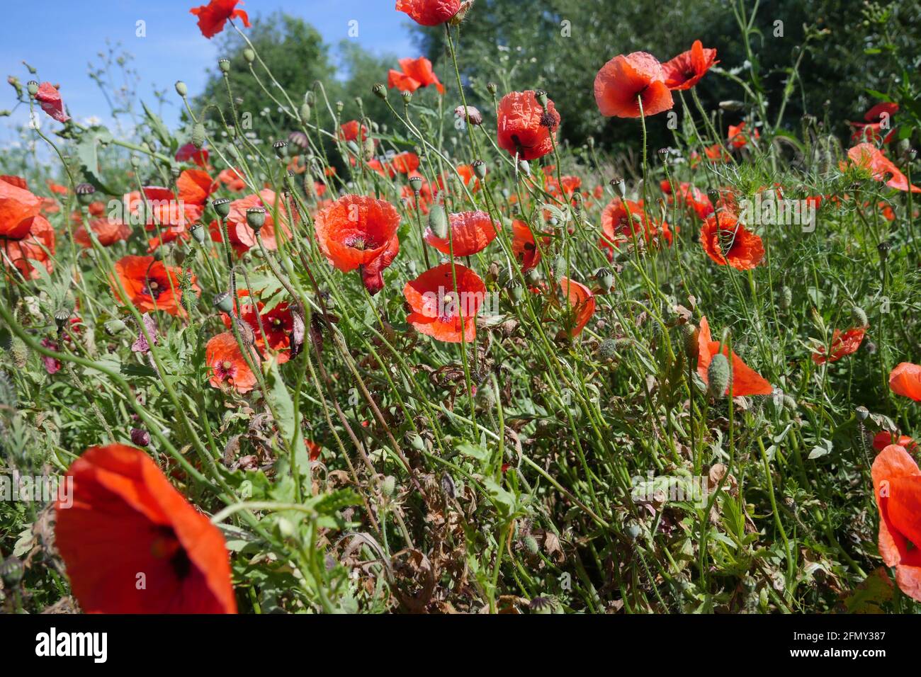 Domaine de coquelicots rouges Banque D'Images