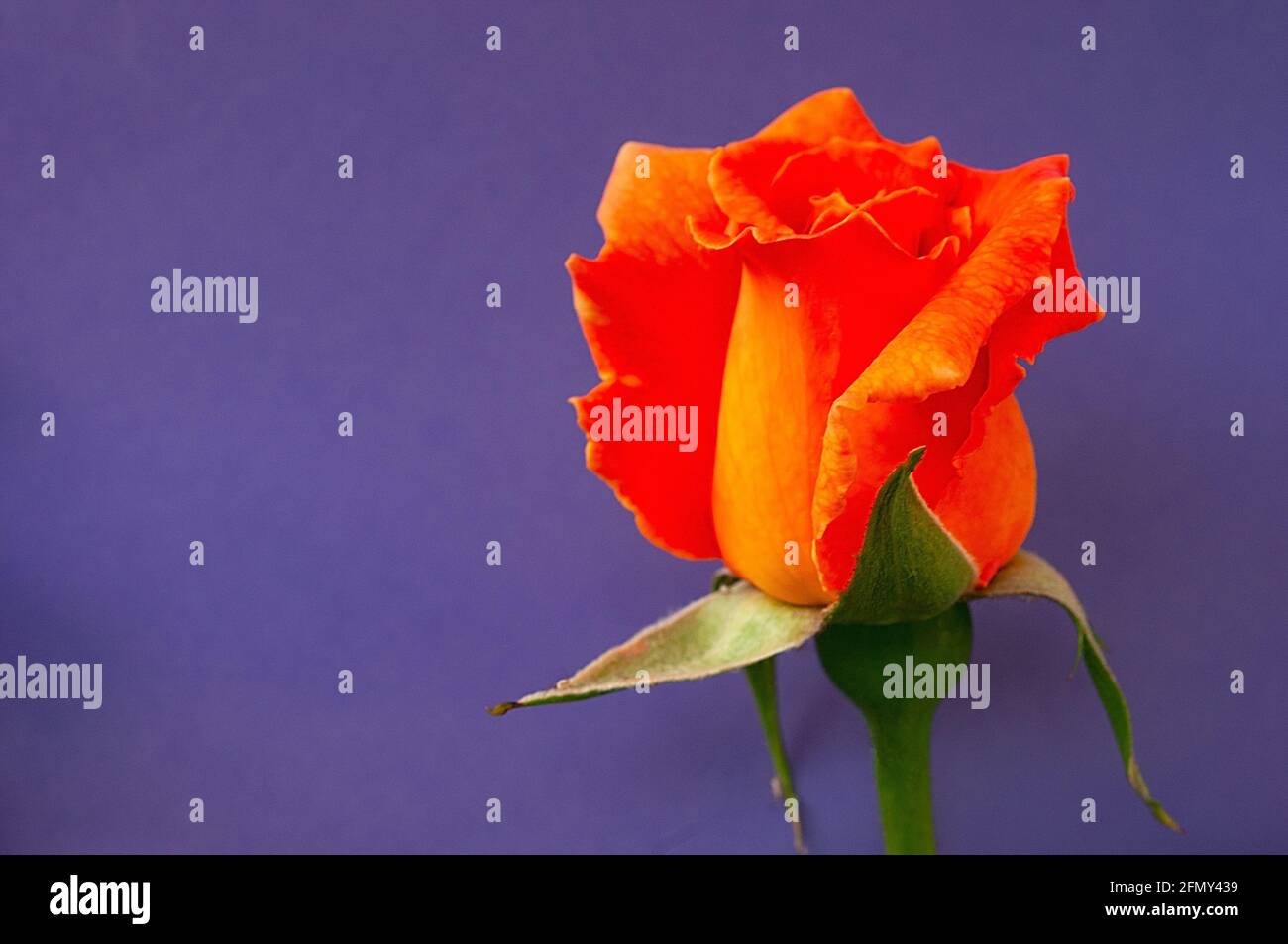vue macro fleur rose orange sur fond violet avec copie espace Banque D'Images