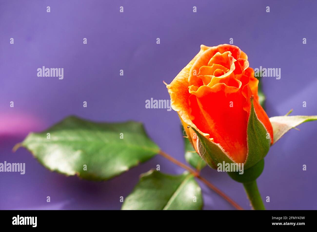 Fleur de rose orange vue rapprochée sur fond violet et des feuilles défocused Banque D'Images