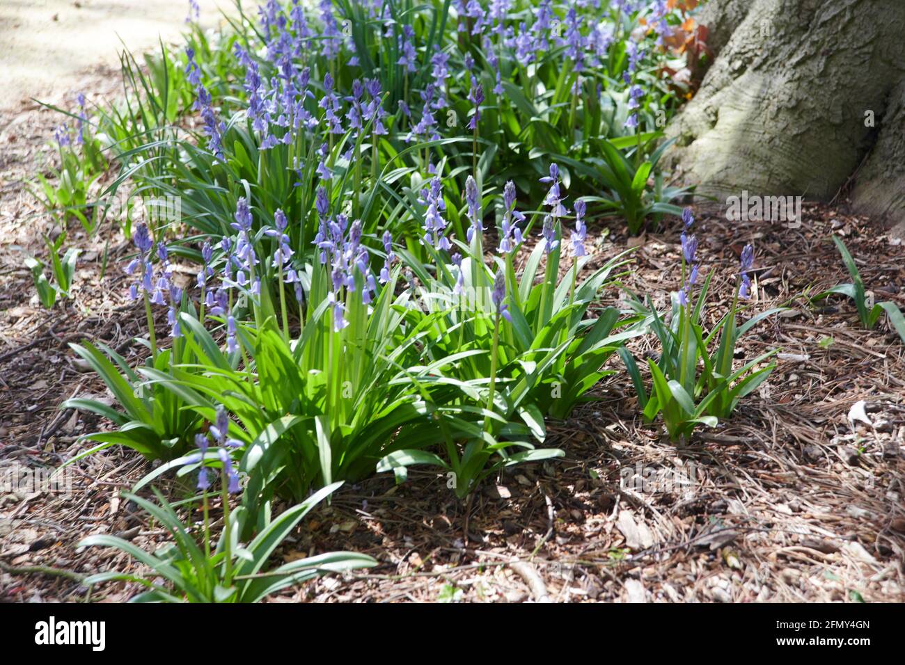 Bluebells (jacinthoides non-scripta) au soleil de printemps, Royaume-Uni Woodland, Angleterre, Royaume-Uni, GB. Banque D'Images
