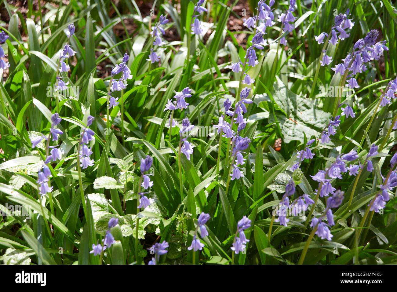 Bluebells (jacinthoides non-scripta) au soleil de printemps, Royaume-Uni Woodland, Angleterre, Royaume-Uni, GB. Banque D'Images