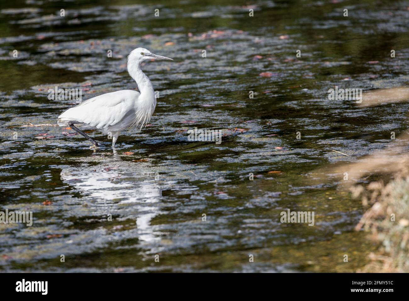 Aigrette garzette (Egretta garzetta), Lymington, England, UK Banque D'Images