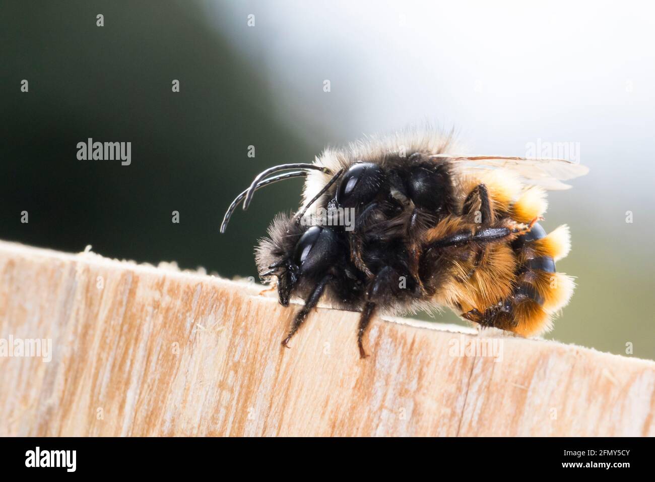 Gehörnte Mauerbiene, Paarung, Kopulation, Kopula, Männchen und Weibchen, Osmia cornuta, abeille européenne de verger, abeille de verger, abeille de charme, mâle et fém Banque D'Images