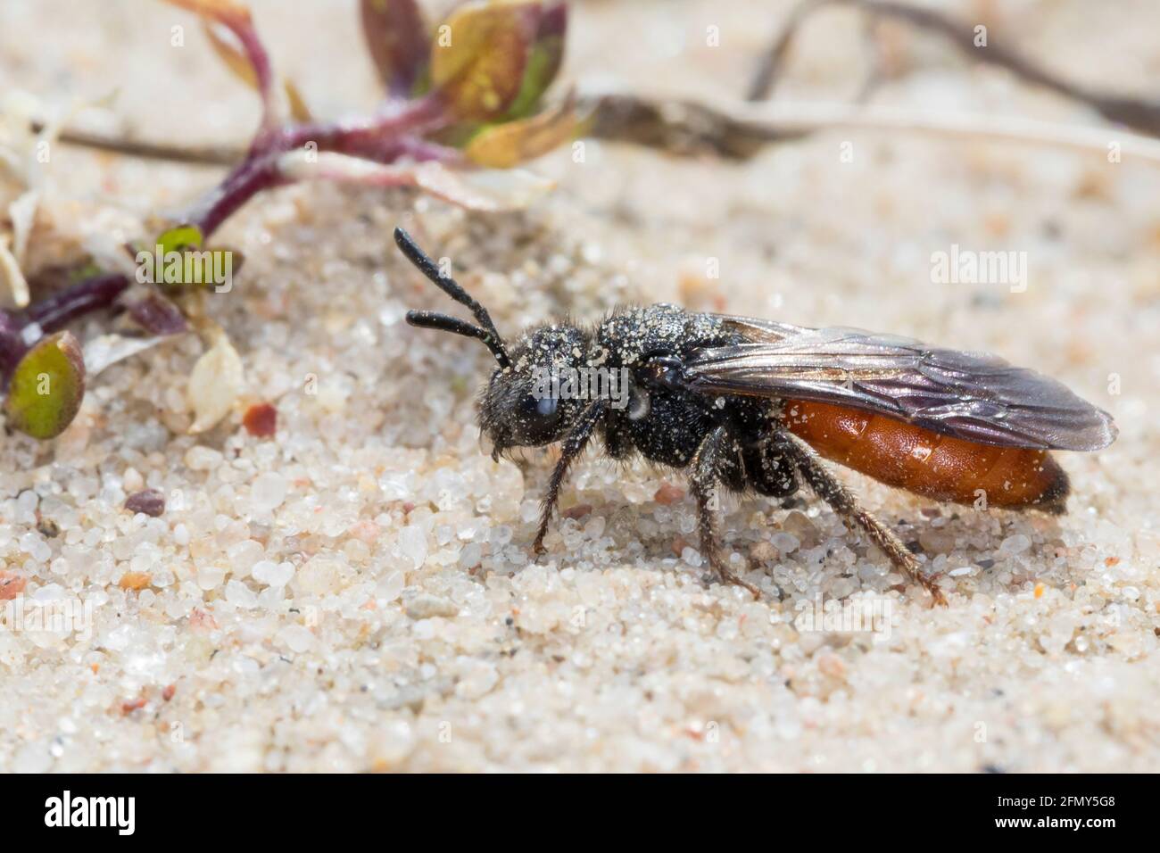 Blutbiene, Große Blutbiene, Riesen-Blutbiene, Auen-Buckelbiene, Auen-Blutbiene, Weibchen, Sphecodes albilabris, Sphecfusodes cipennis, Sweat bee, Hali Banque D'Images