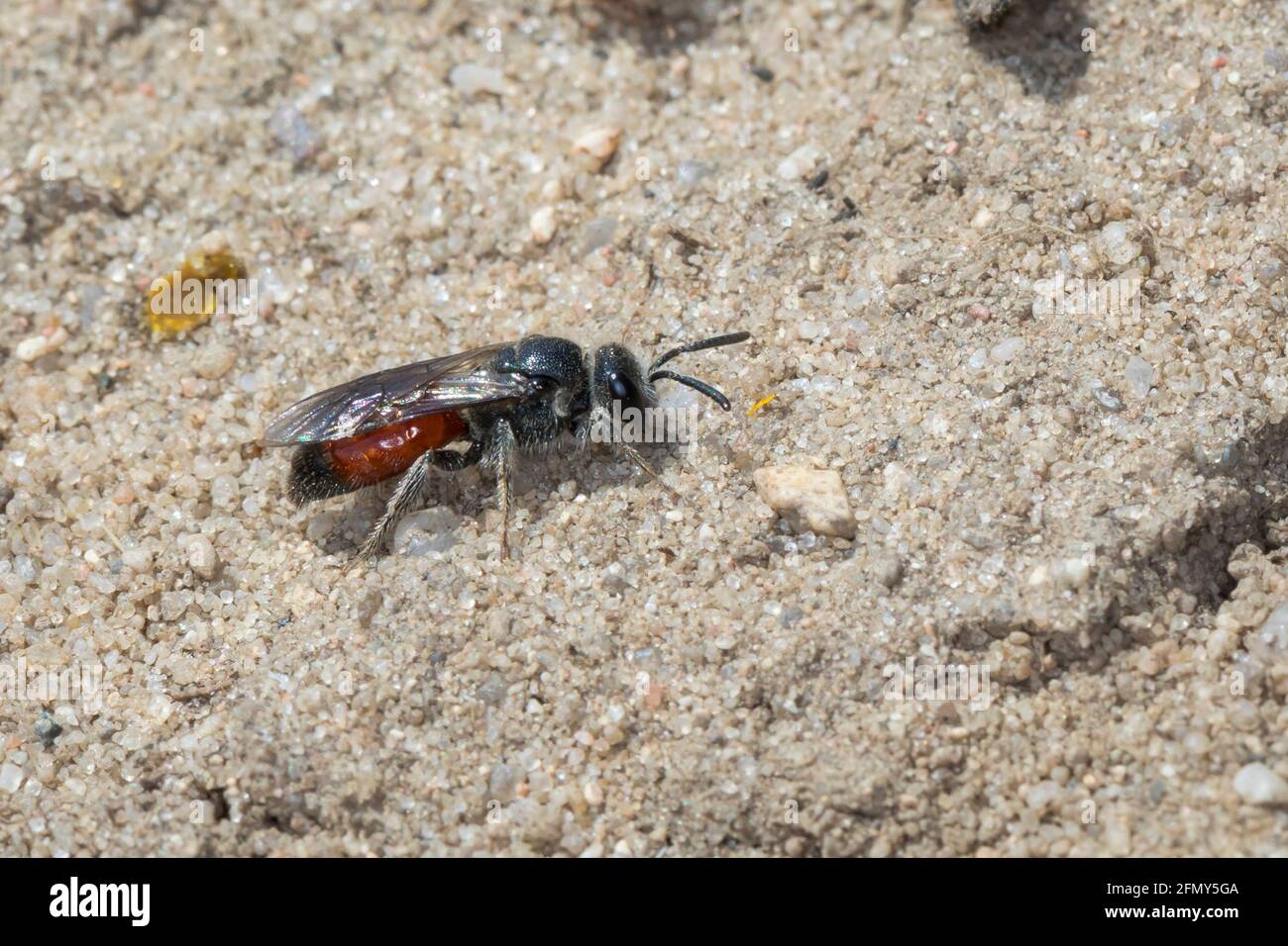 Blutbiene, Sand-Blutbiene, Weibchen, Sphecodes cf. Pellucidus, Sphecodes, Abeille sueur, abeille Halictid, femme, Blutbienen, Schmalbienen, Kuckucksbiene, Fu Banque D'Images