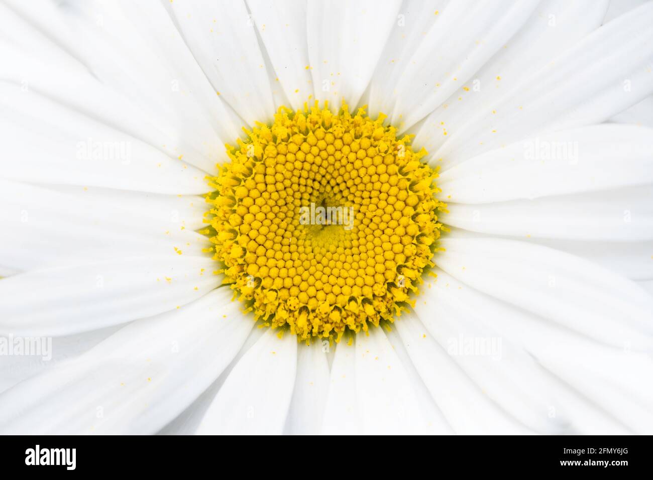 Gros plan d'une fleur de Marguerite blanche à oeillet blanc avec des pétales blancs et un centre jaune. Image d'arrière-plan Banque D'Images