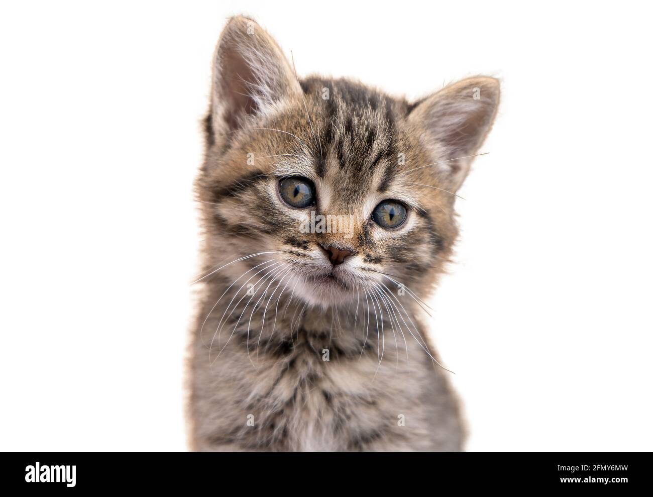 Portrait de chaton isolé sur fond blanc. Un petit chat moelleux, tabby avec de beaux Iuses. Bel animal. Triste Kitty avec les yeux bleus. Banque D'Images