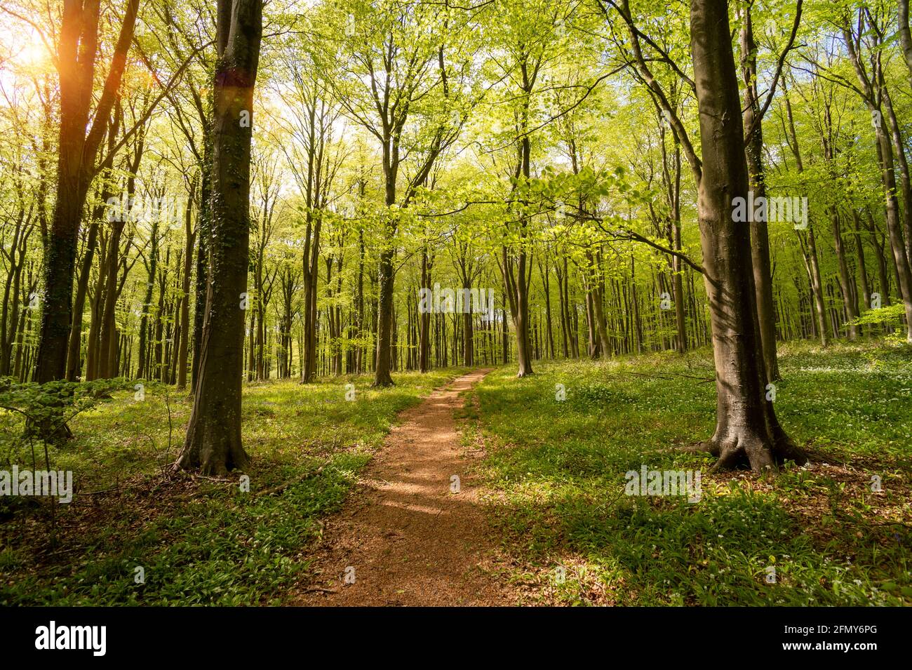soleil brillant à travers des feuilles vertes vibrantes dans une forêt de hêtres avec un chemin sinueux. Banque D'Images